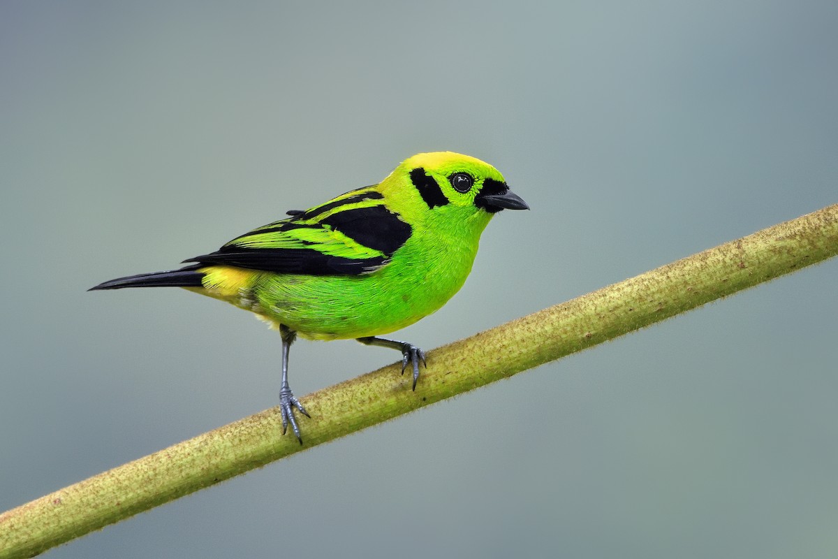 Emerald Tanager - Paul Maury