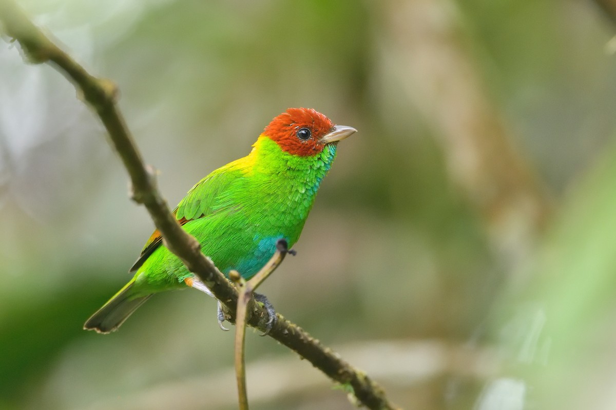 Rufous-winged Tanager - ML388531091