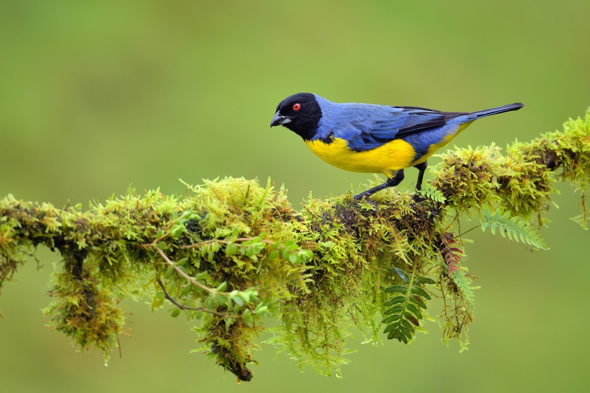 Hooded Mountain Tanager - ML388533351