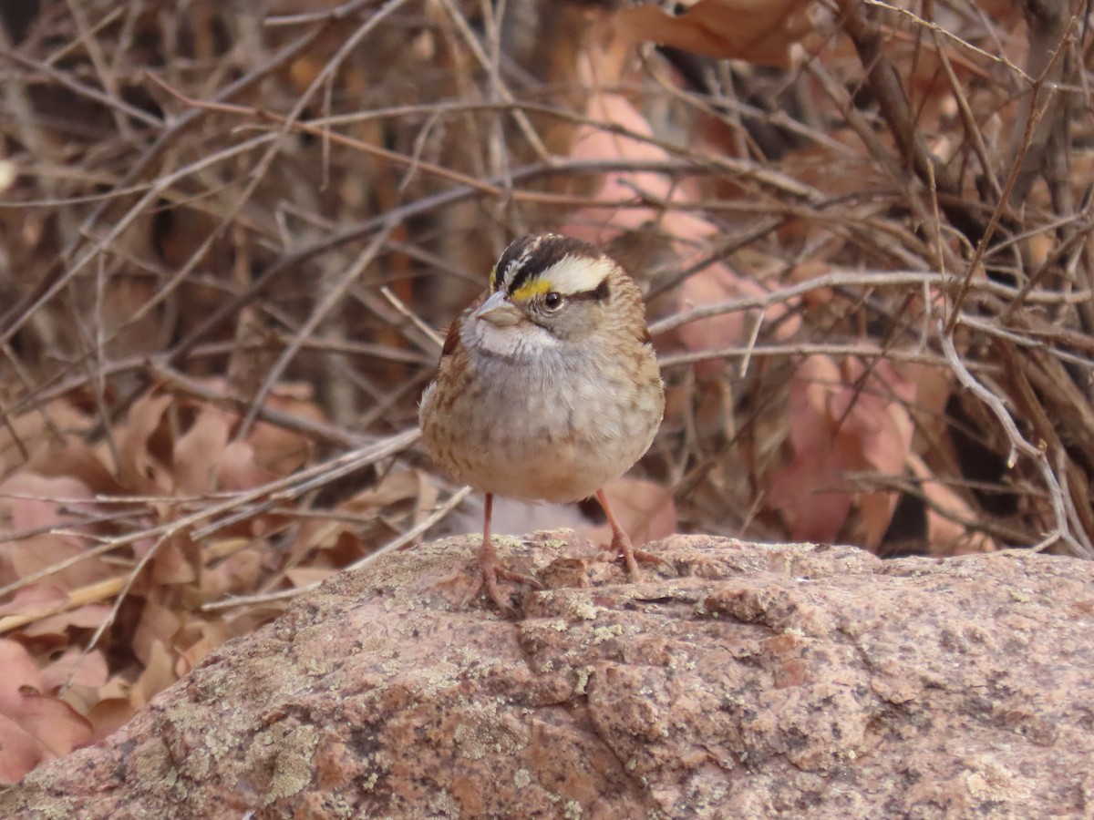 White-throated Sparrow - ML388535721
