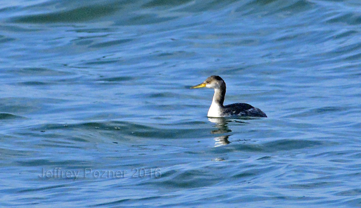 Red-necked Grebe - ML38853641