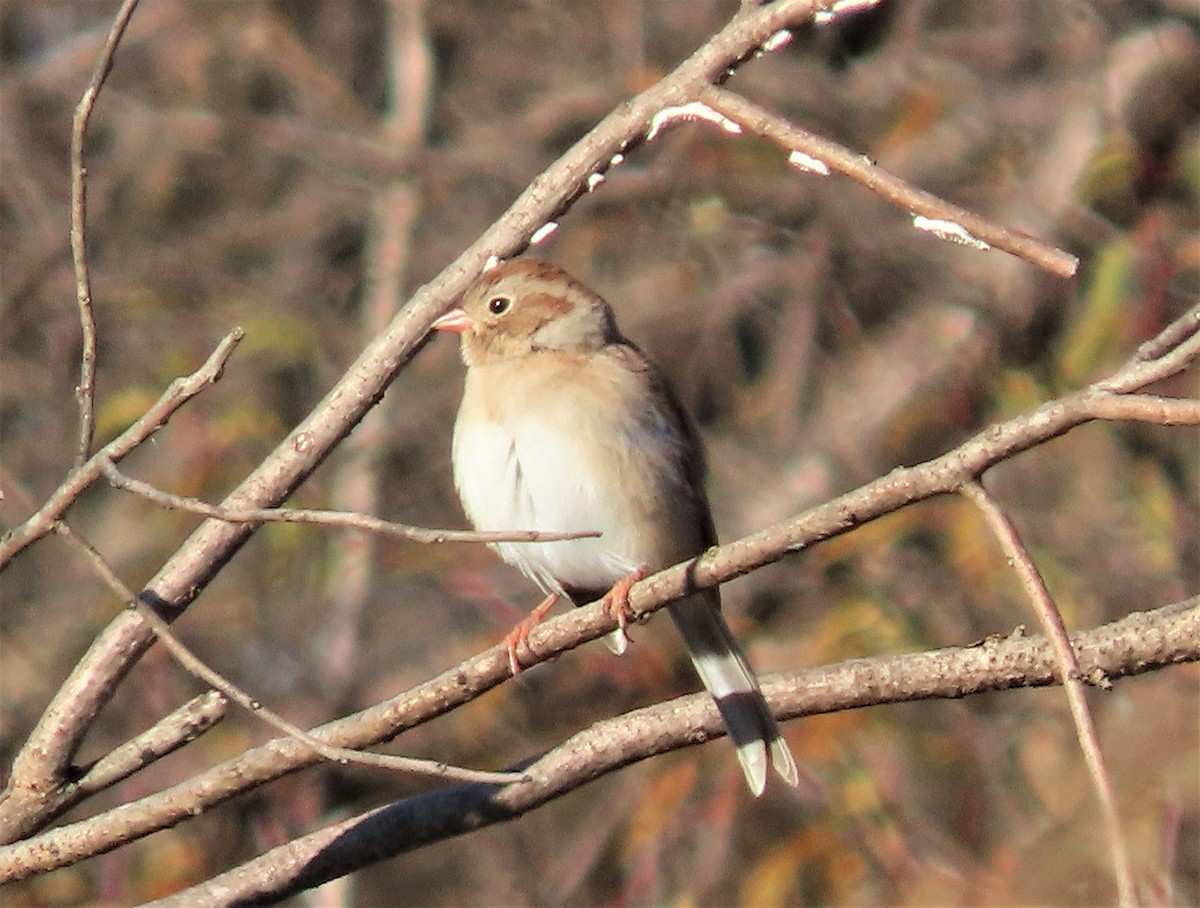 Field Sparrow - Lori Arent