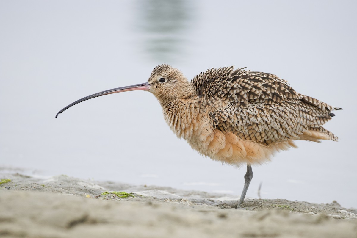Long-billed Curlew - ML388542981