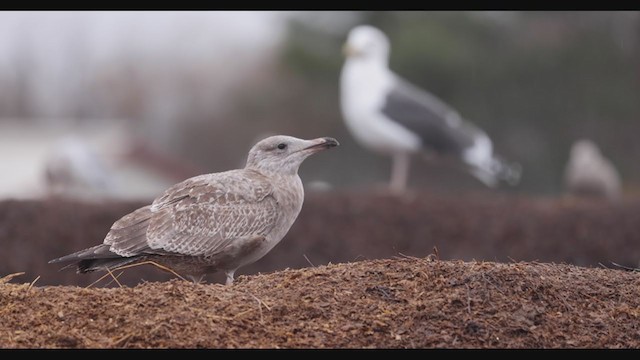 Herring Gull (American) - ML388543021