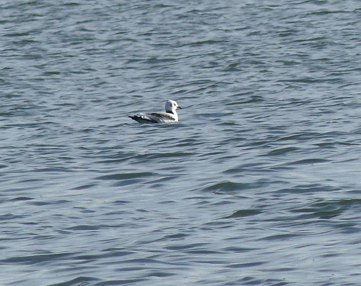 Mouette tridactyle - ML388543821