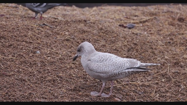 Iceland Gull (Thayer's) - ML388544541