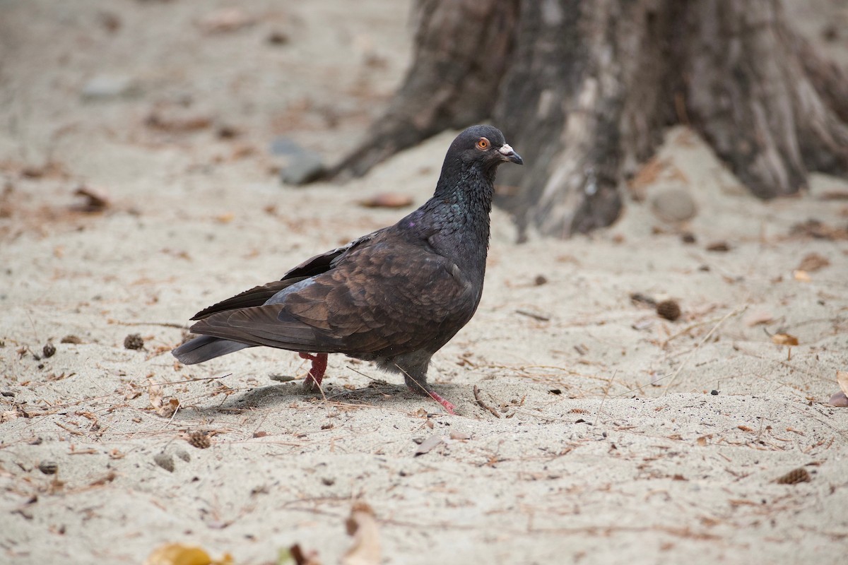 Rock Pigeon (Feral Pigeon) - Eric Barnes