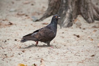 Rock Pigeon (Feral Pigeon), ML388545981