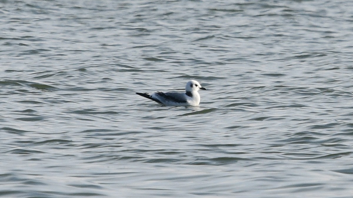 Mouette tridactyle - ML388547981