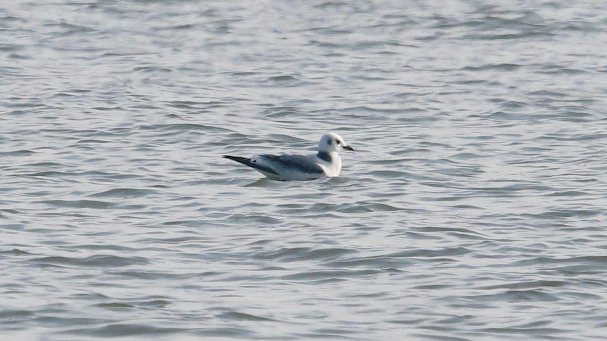 Mouette tridactyle - ML388548001