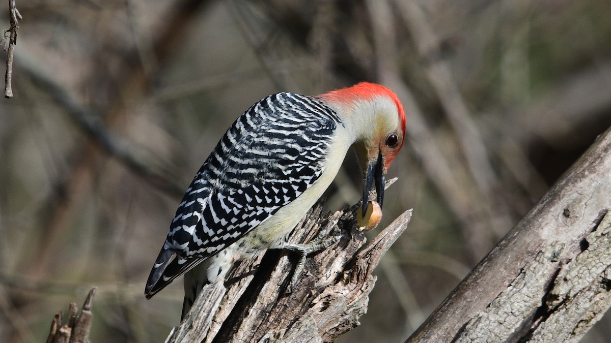 Red-bellied Woodpecker - ML388548351