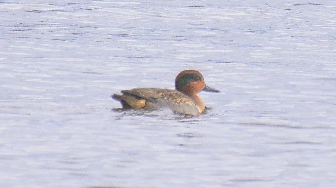 Green-winged Teal - ML388555331