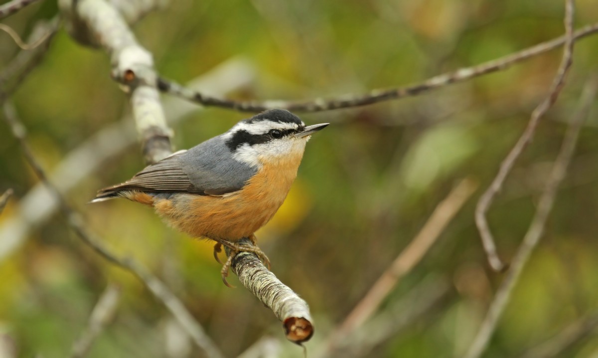 Red-breasted Nuthatch - Ryan Schain