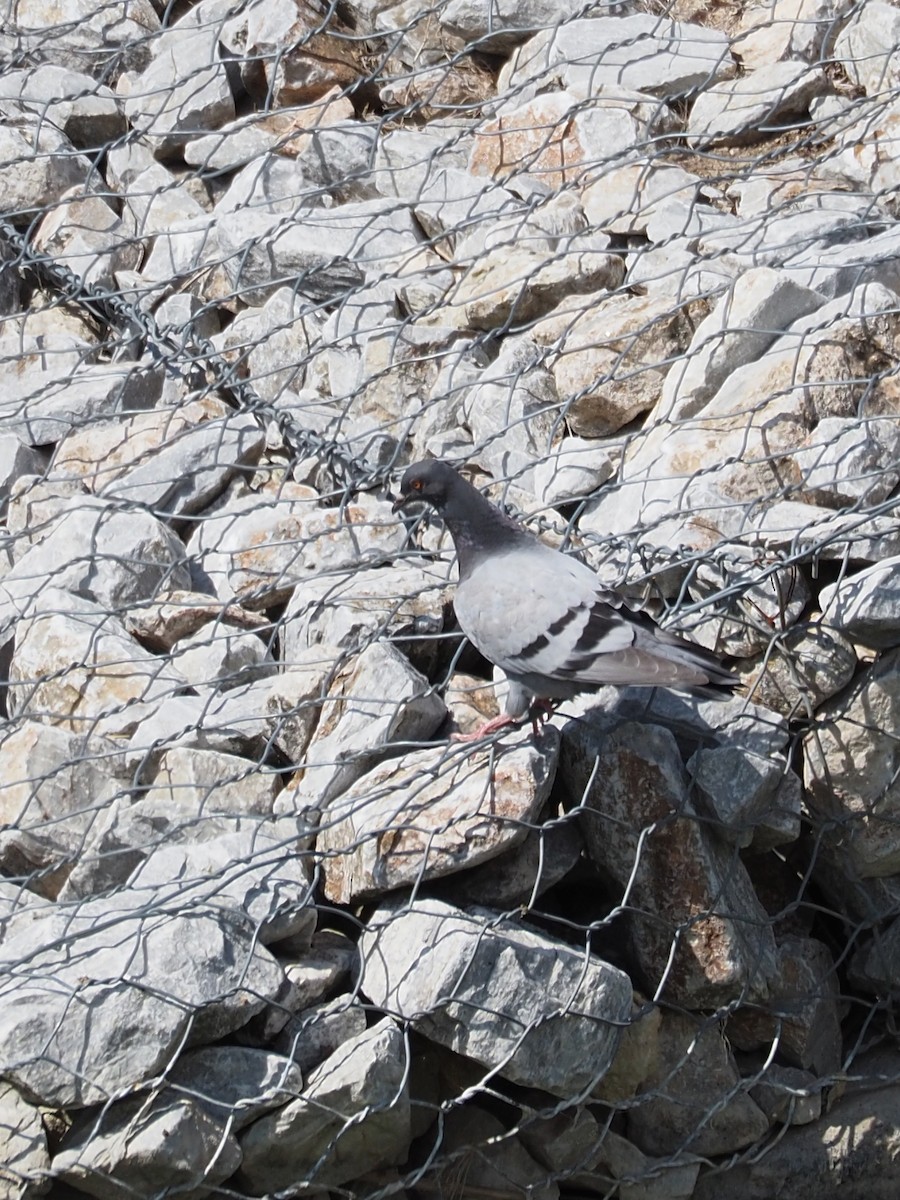 Rock Pigeon (Wild type) - Kostyantyn Grinchenko