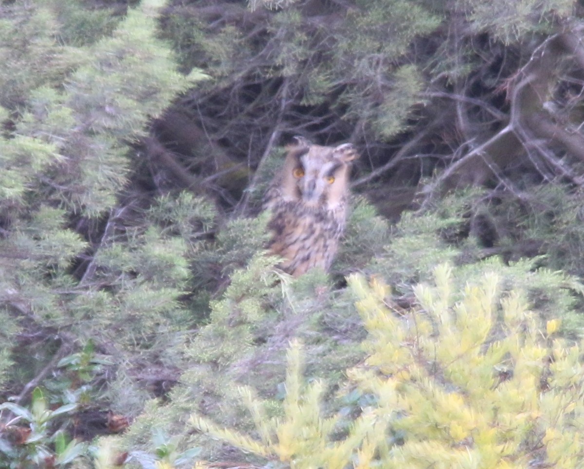 Long-eared Owl - ML38856021