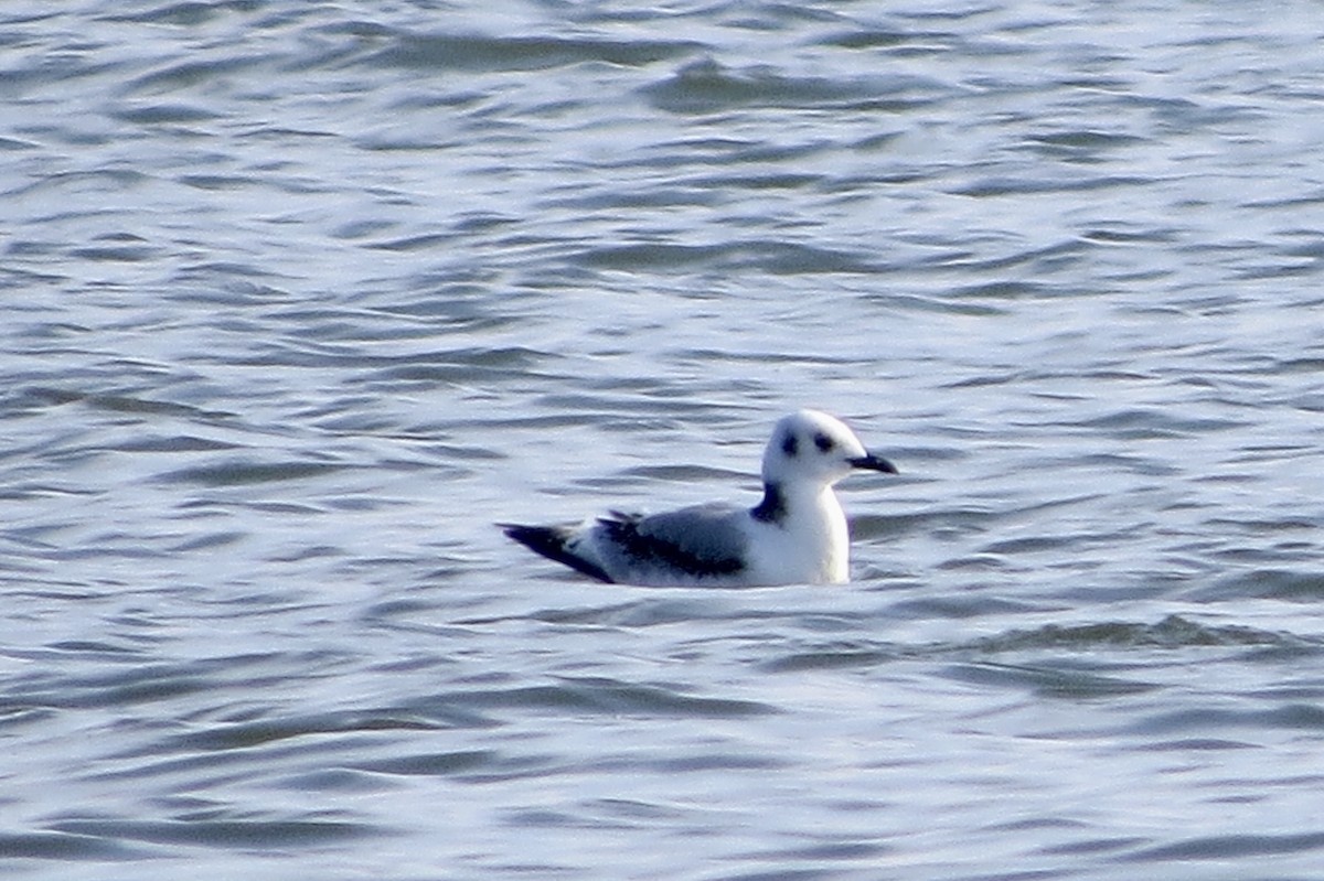 Mouette tridactyle - ML388562401