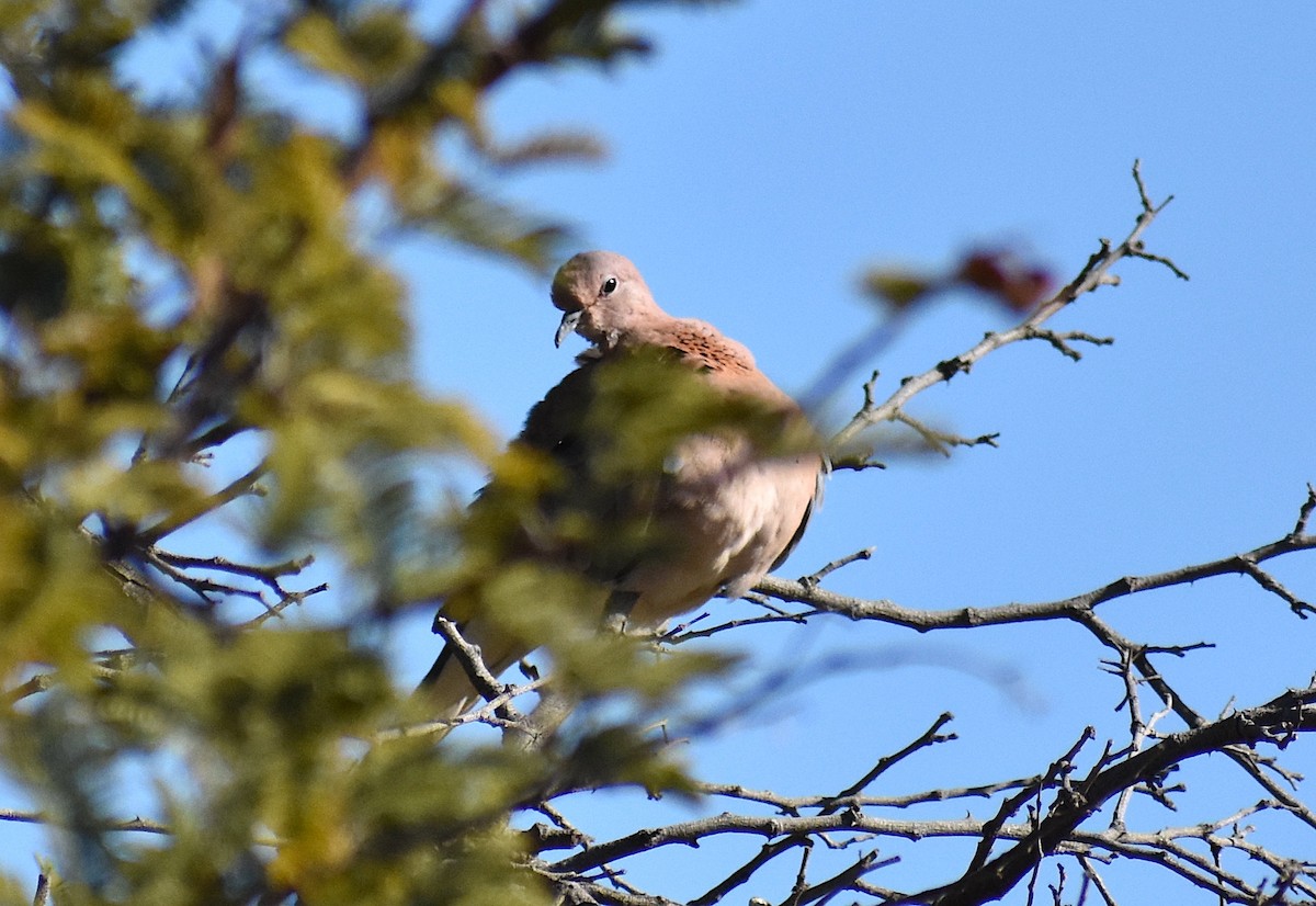 Laughing Dove - ML388564631