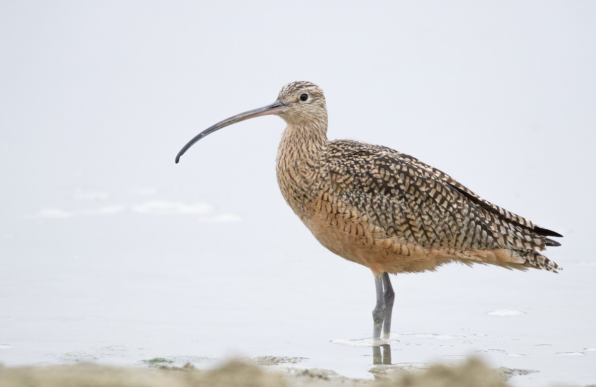 Long-billed Curlew - ML388566701