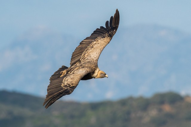 Eurasian Griffon (subspecies <em class="SciName notranslate">fulvus</em>). - Eurasian Griffon - 