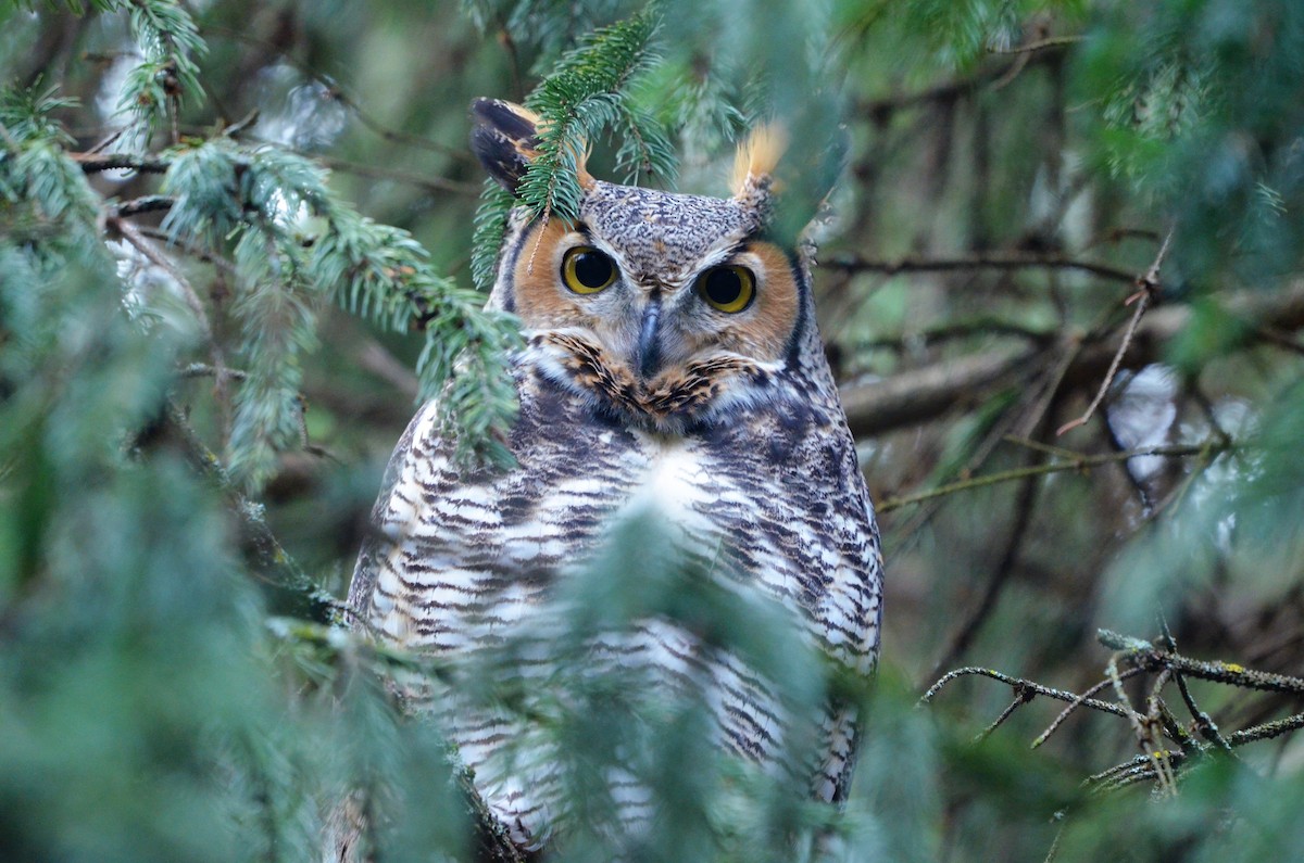 Great Horned Owl - Bob Baker