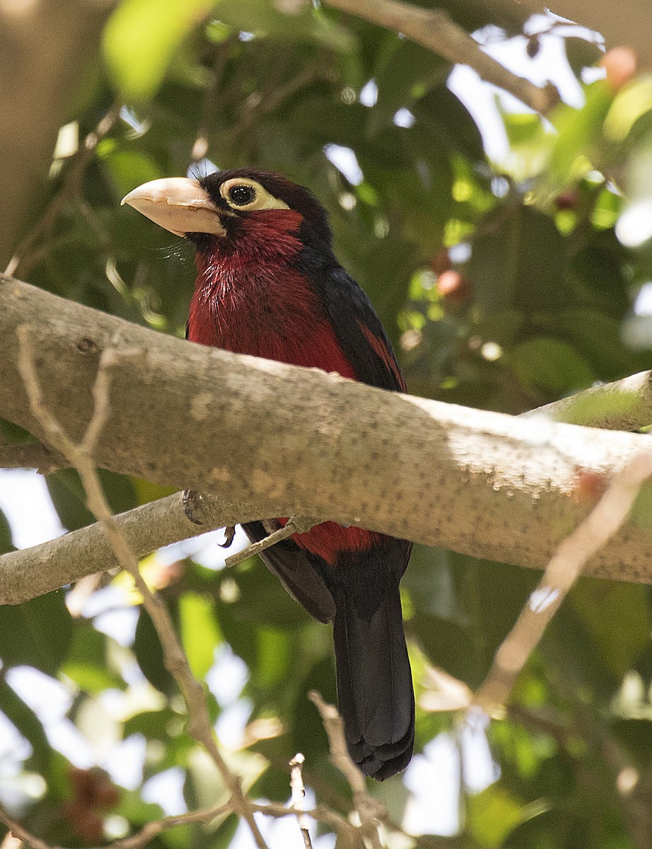 Double-toothed Barbet - Peter Candido