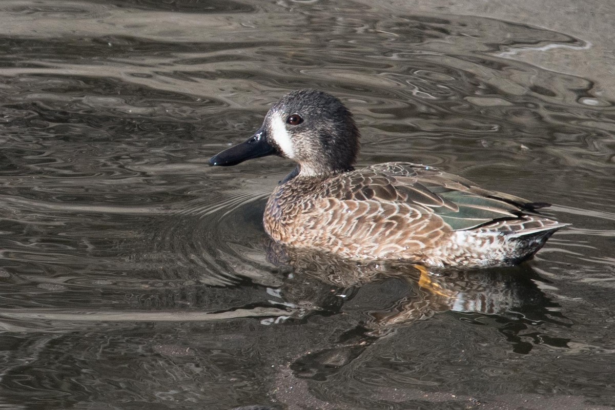 Blue-winged Teal - ML388584371