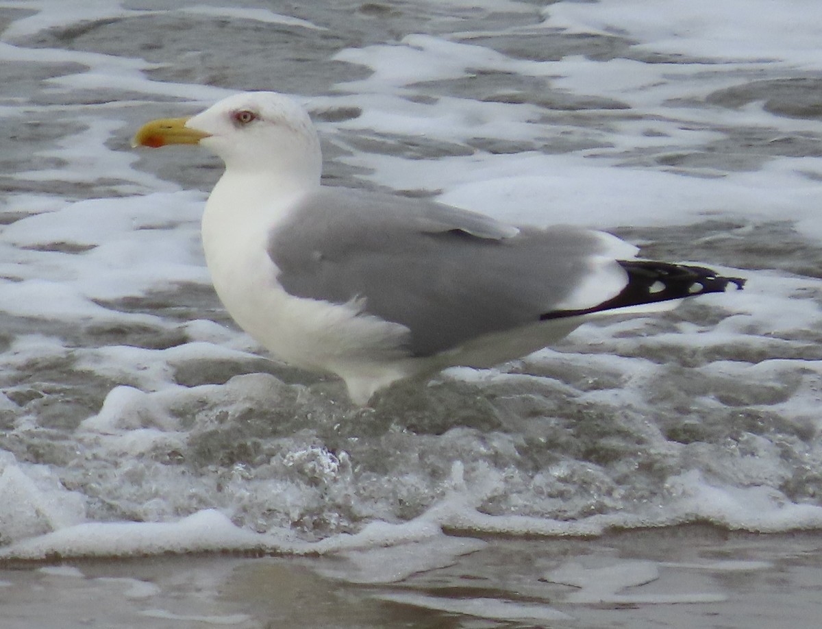 Yellow-legged Gull - ML388584991