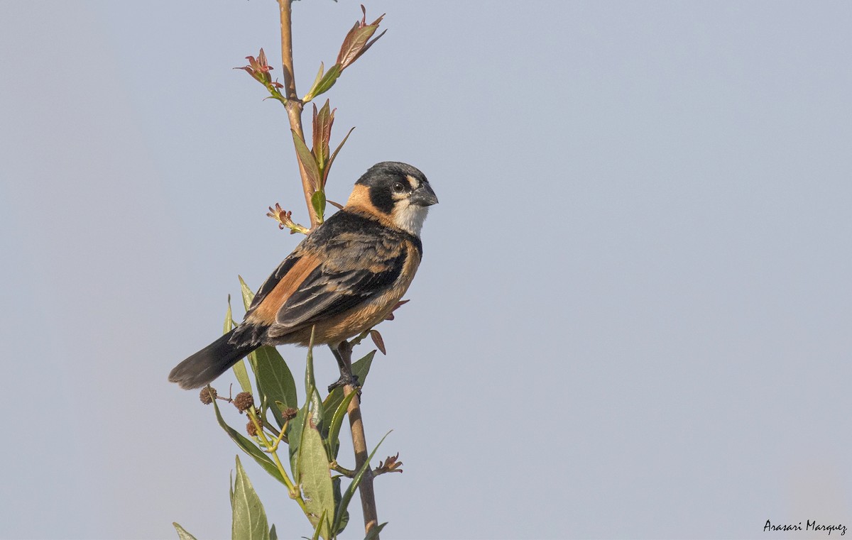 Rusty-collared Seedeater - ML388591761