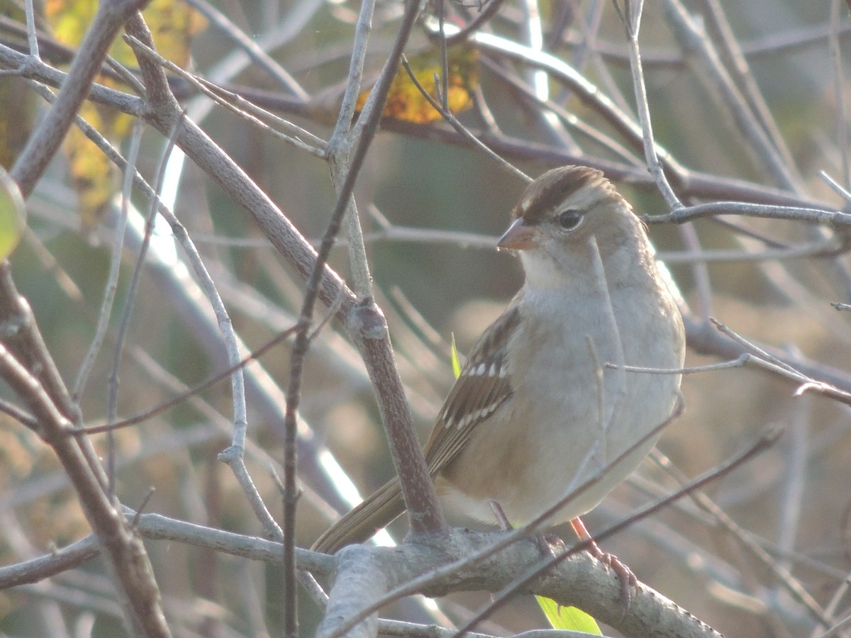 White-crowned Sparrow - Paul Bernhardt