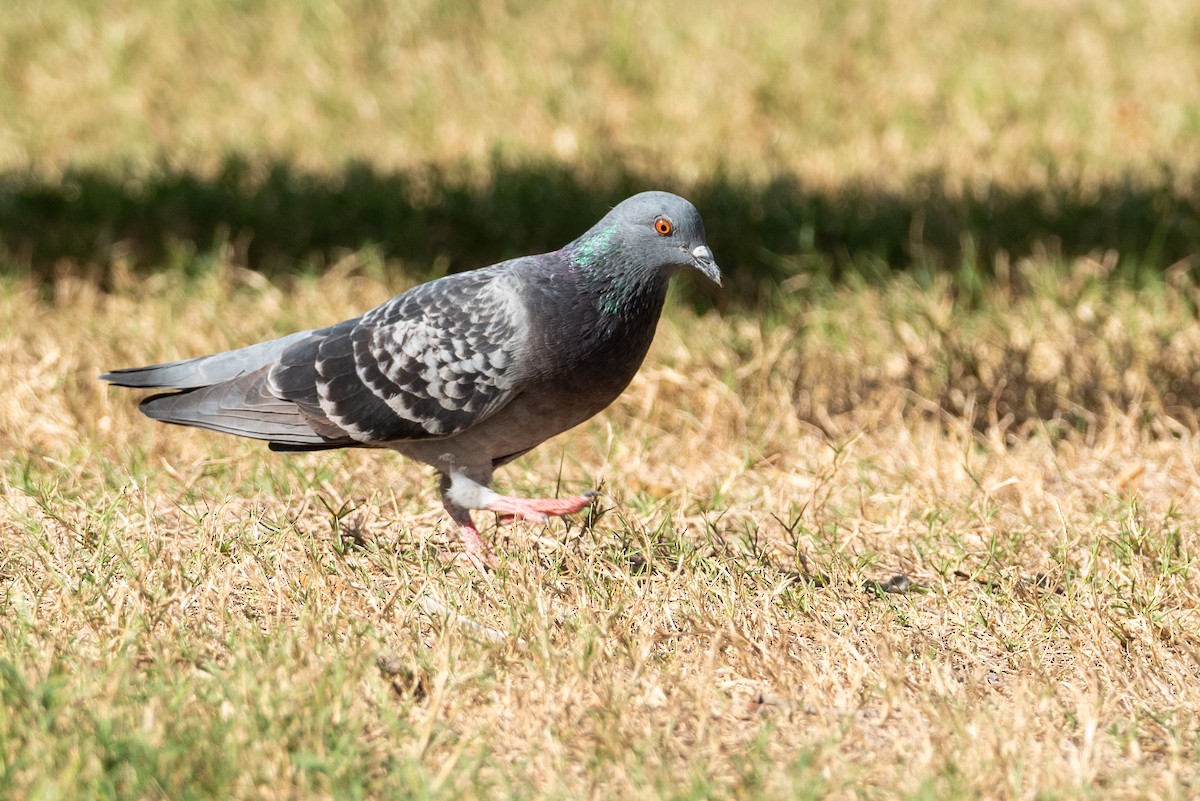 Rock Pigeon (Feral Pigeon) - ML388600541