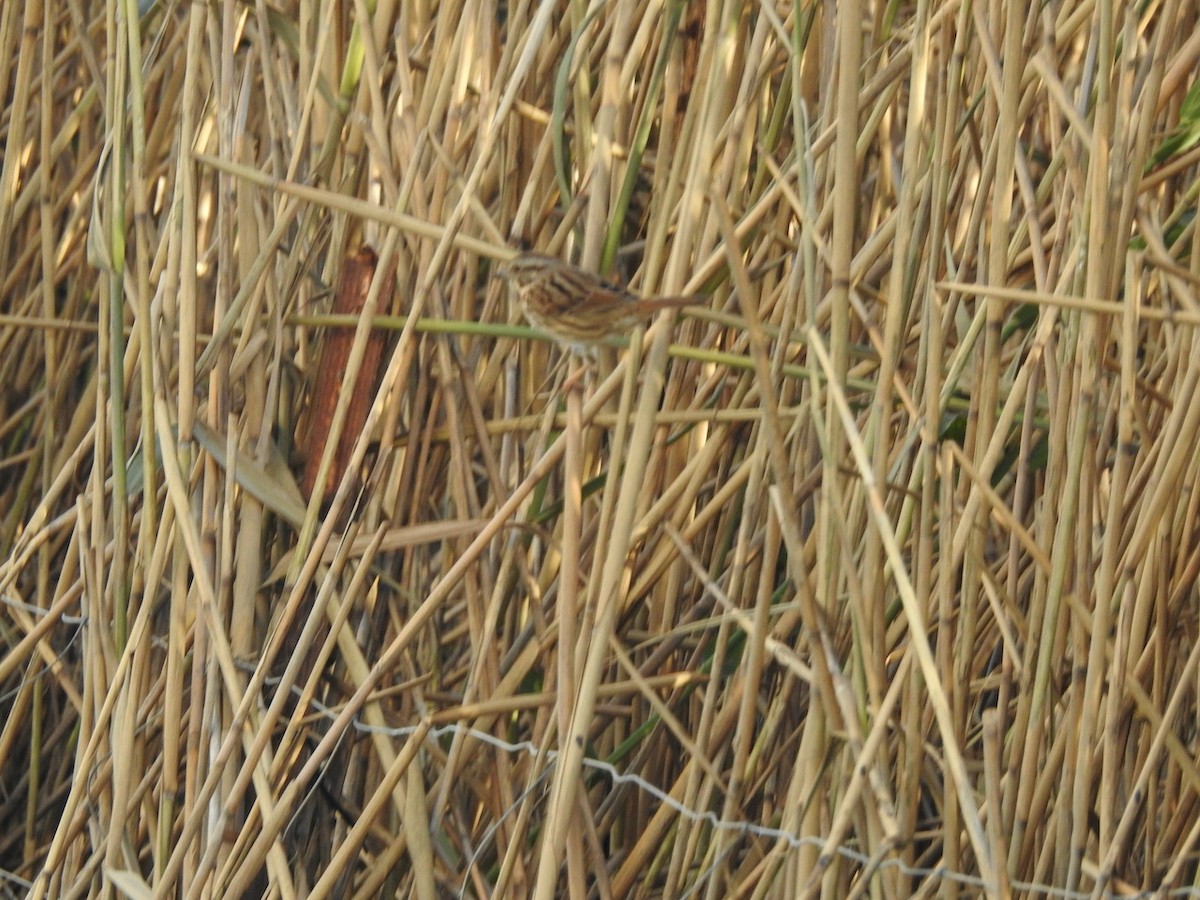 Swamp Sparrow - Gerald Head