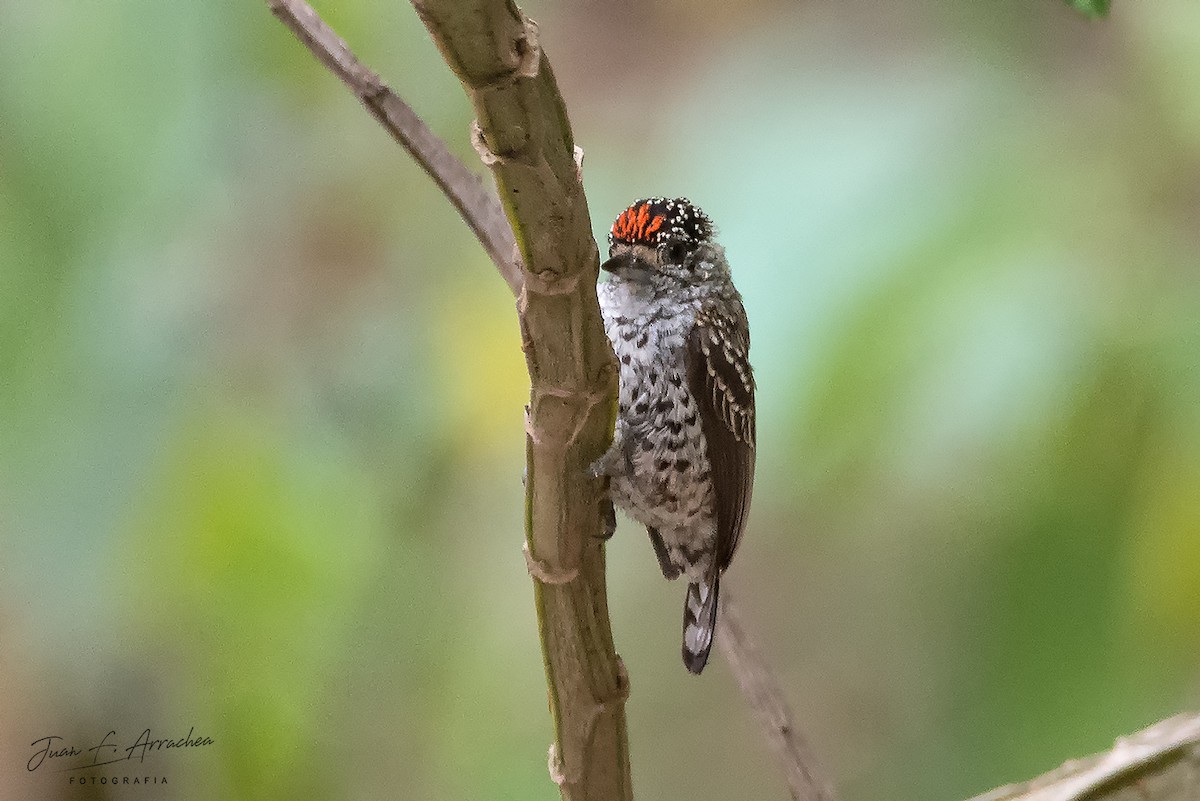 White-barred Piculet - ML388603221
