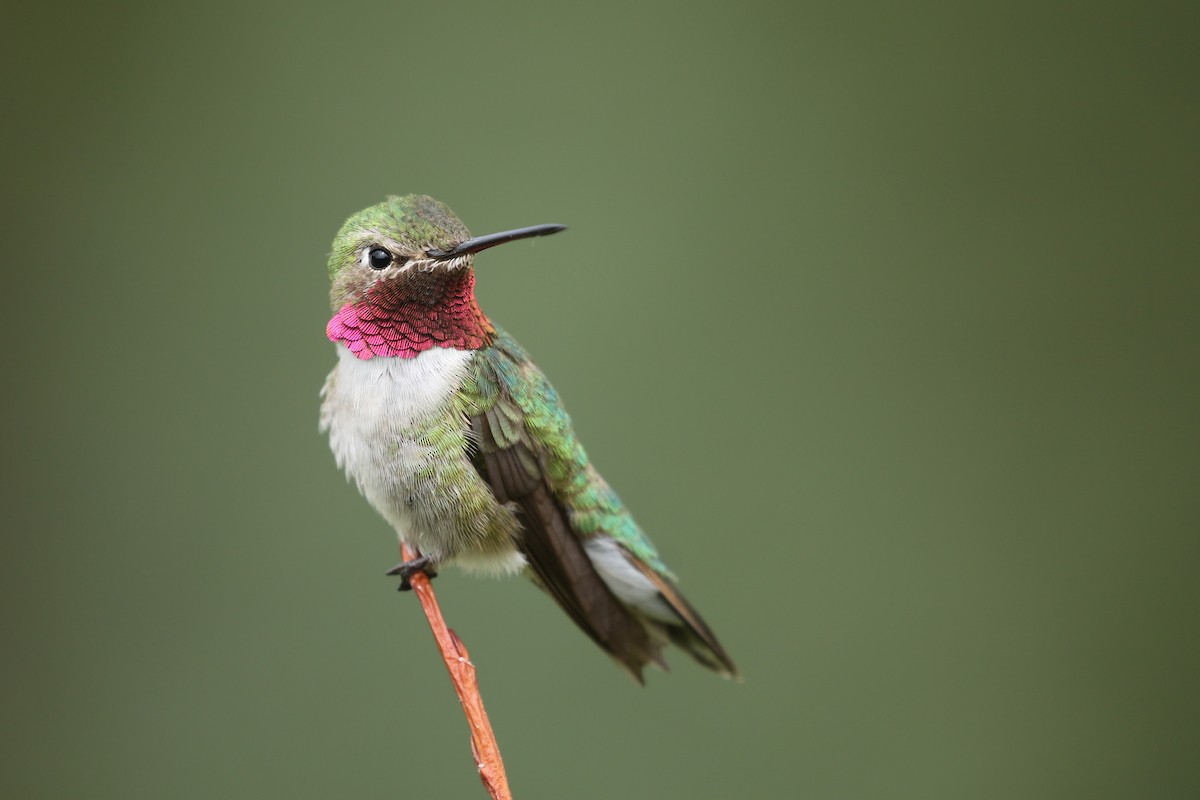 Broad-tailed Hummingbird - ML388604901