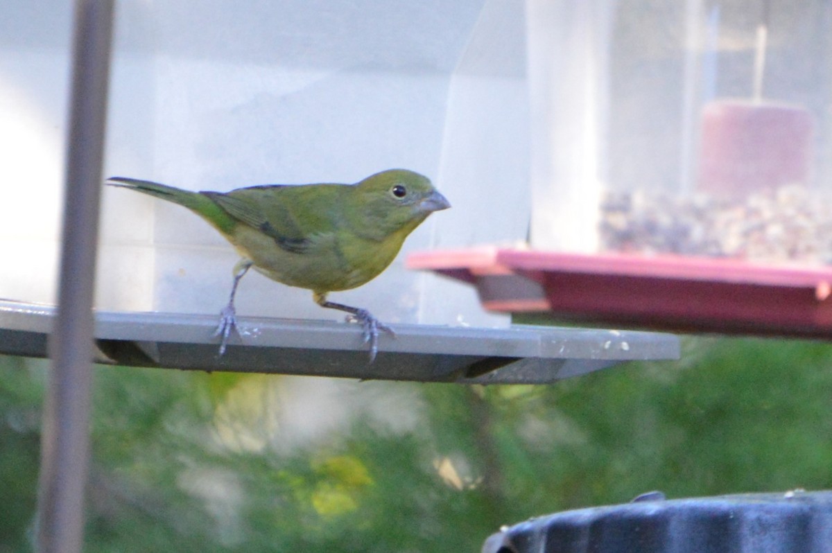 Painted Bunting - ML388607751