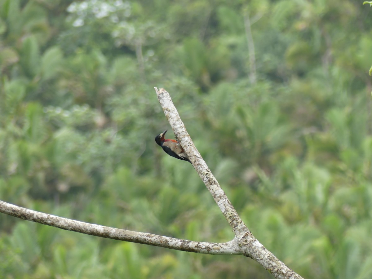 Puerto Rican Woodpecker - ML388608631