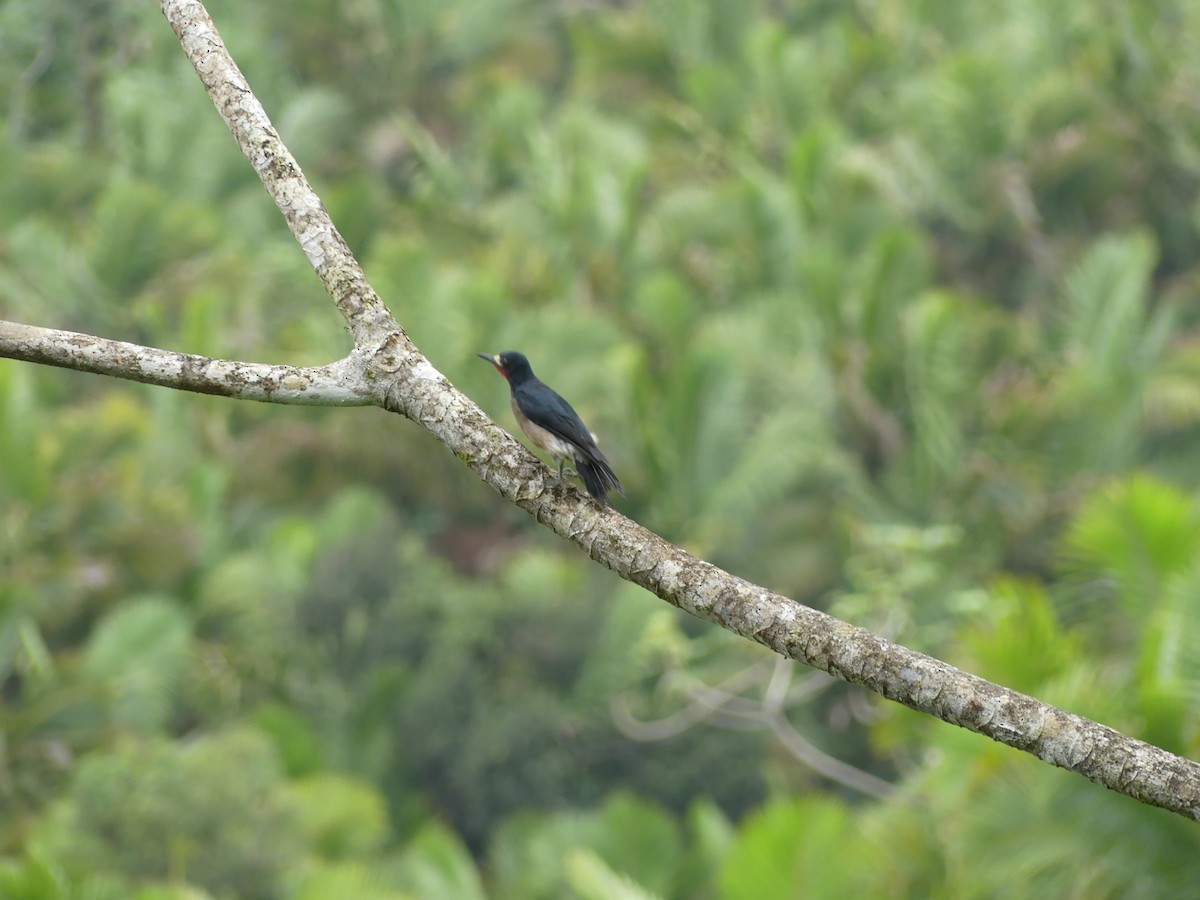 Puerto Rican Woodpecker - ML388608991