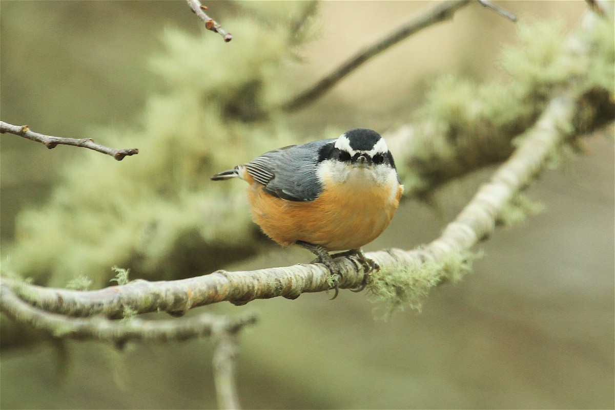 Red-breasted Nuthatch - ML38860941