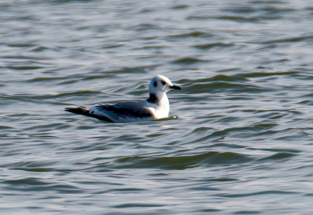 Mouette tridactyle - ML388613461
