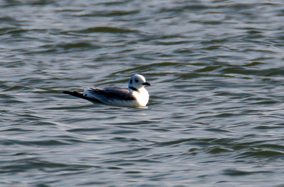 Mouette tridactyle - ML388613681
