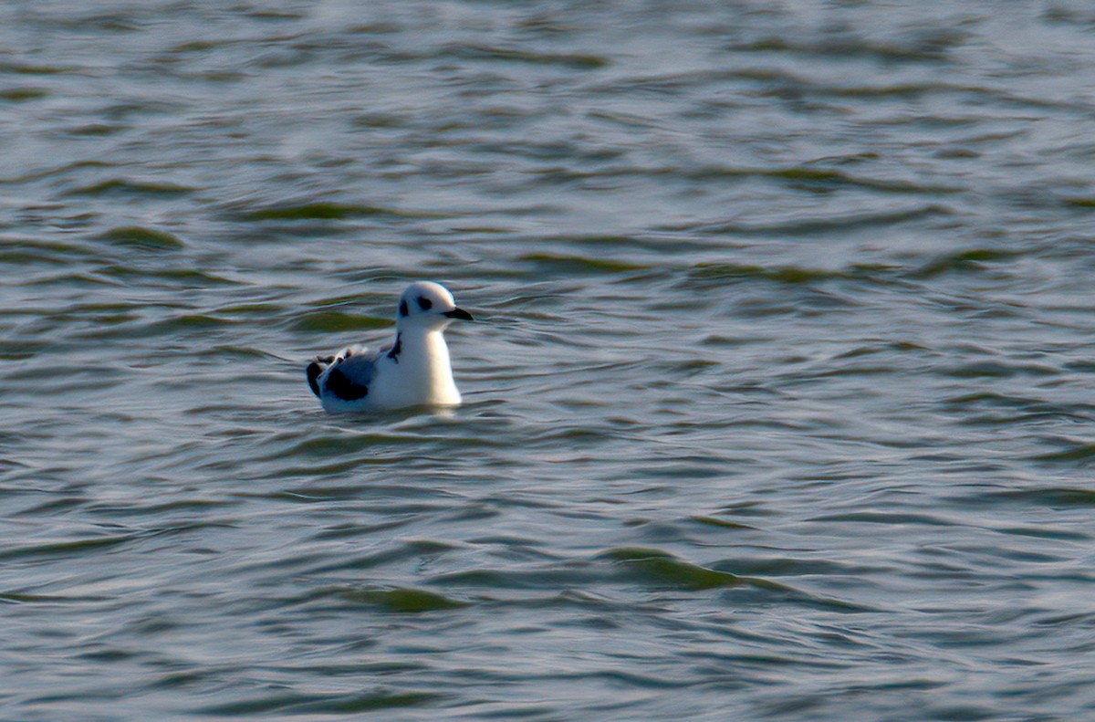 Mouette tridactyle - ML388613721
