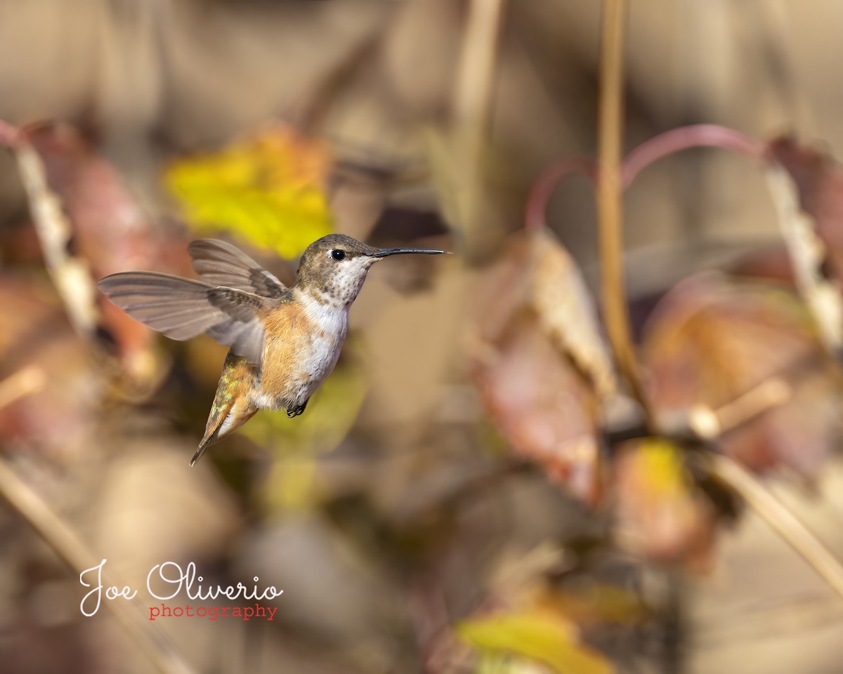 Rufous Hummingbird - Joe Oliverio