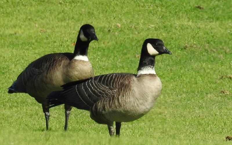 Cackling Goose (Aleutian) - ML38861491