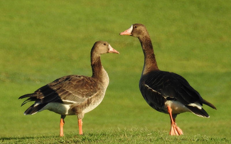 Greater White-fronted Goose - Tom Haglund