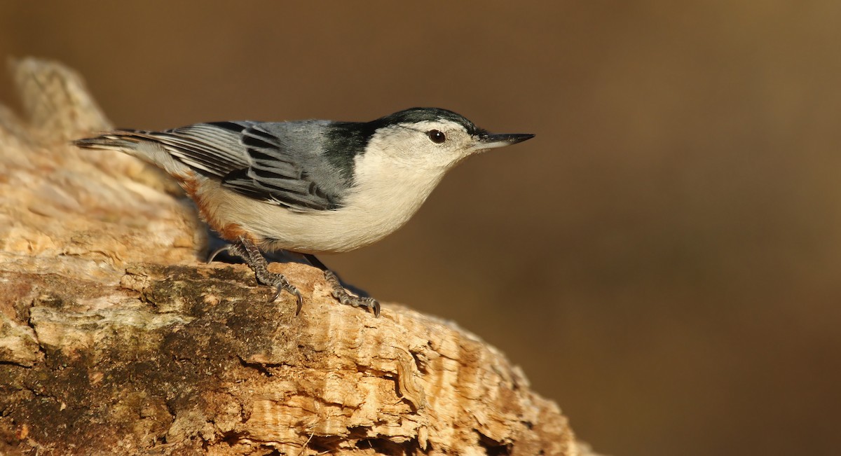 White-breasted Nuthatch (Eastern) - Ryan Schain