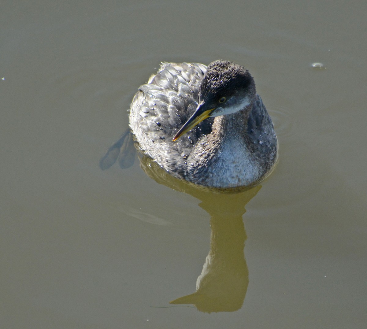 Red-necked Grebe - ML388629231