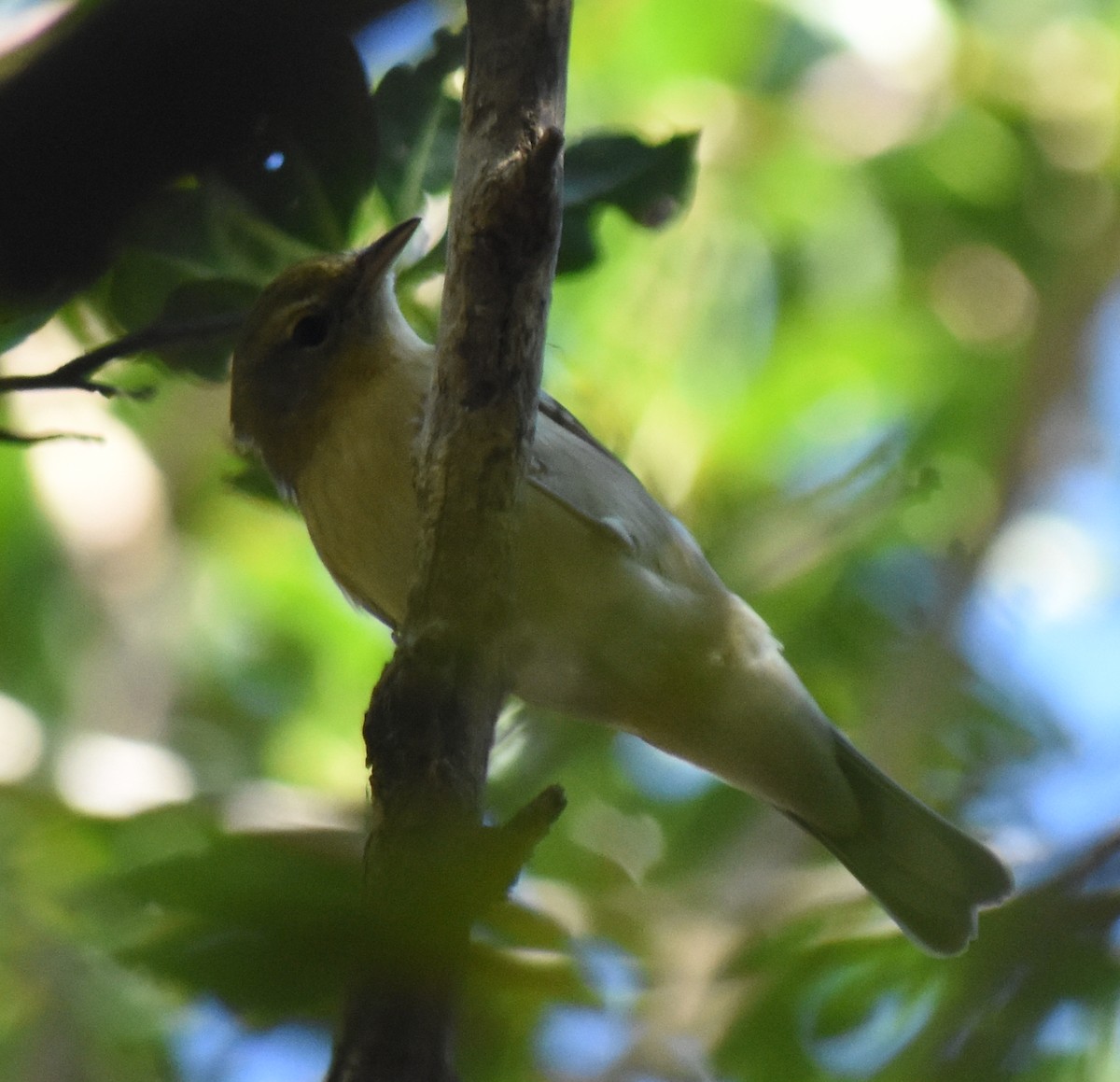 Bay-breasted Warbler - Nicola Salino