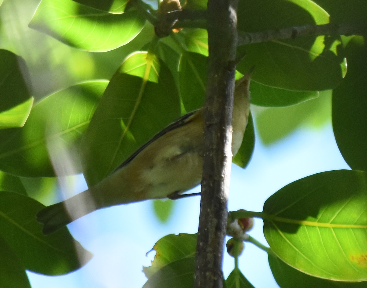 Bay-breasted Warbler - ML388630921