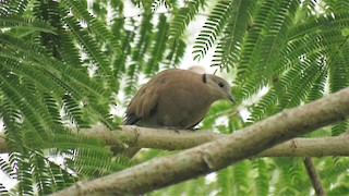 Red Collared-Dove, ML388636261