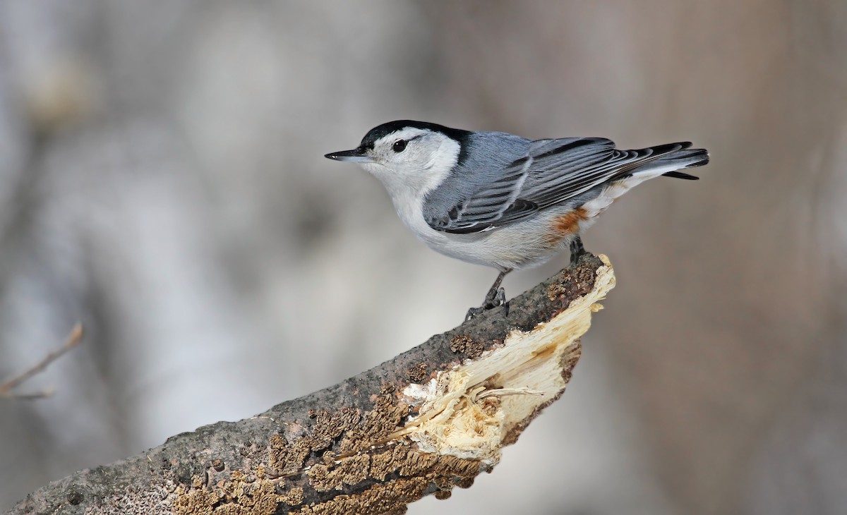 White-breasted Nuthatch - Ryan Schain