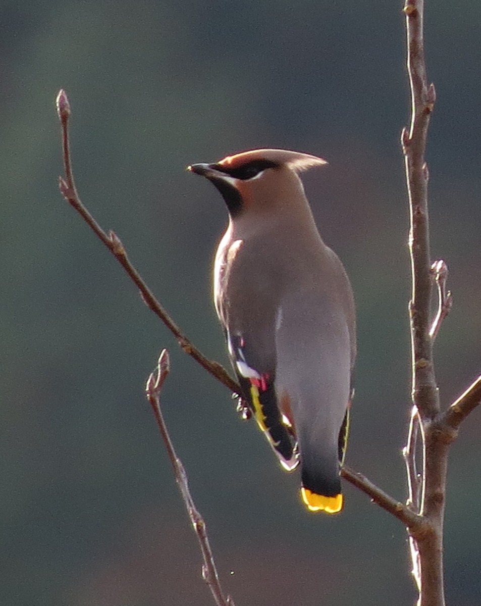 Bohemian Waxwing - Amy Lawes
